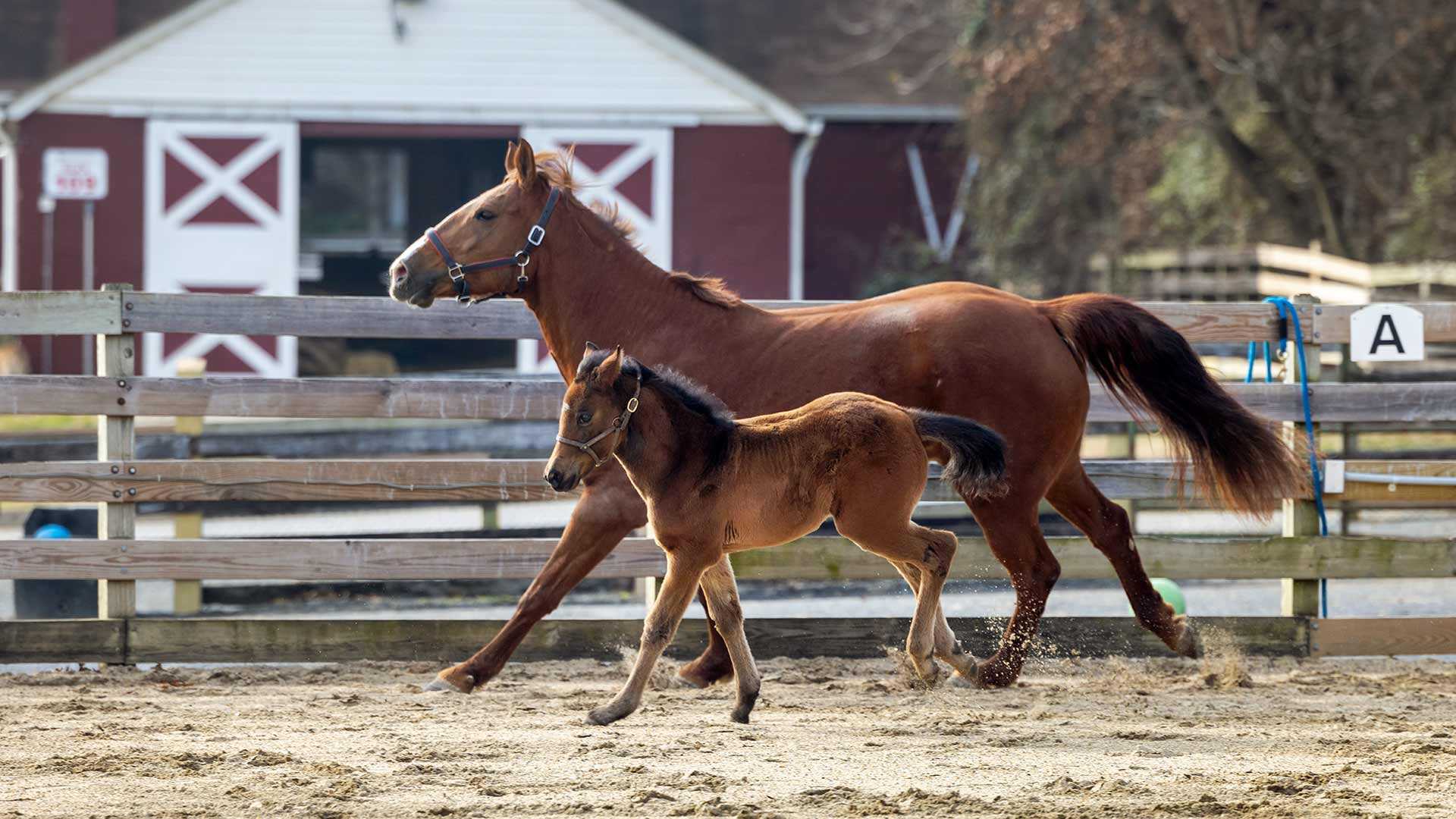 Horses at the Campus Farm