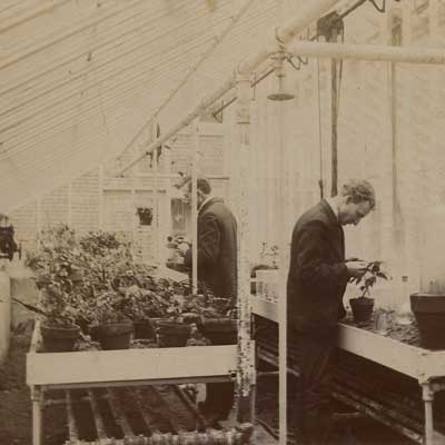 Research in the greenhouse, pictures from and archives