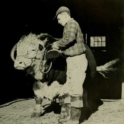 Historical photo of man with bull.