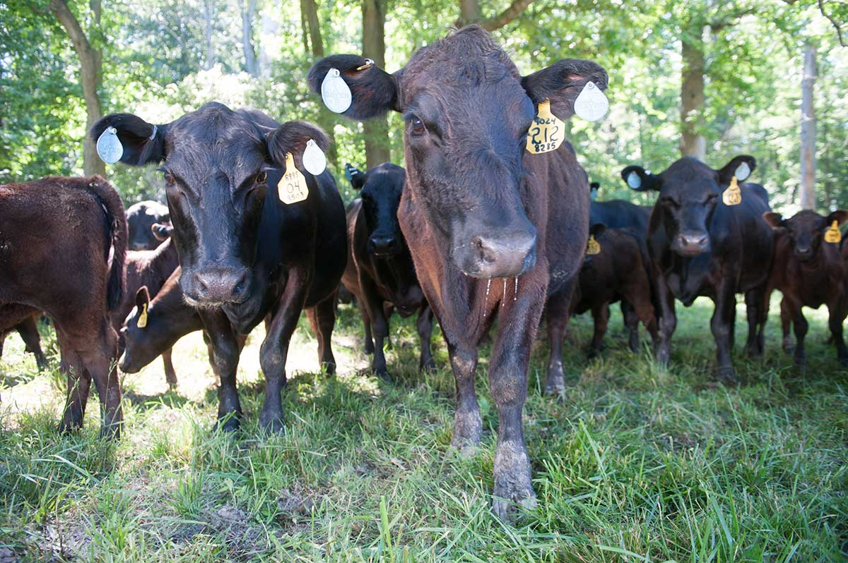 Cows in a field