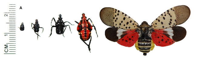 Four nymphal stages and an adult Lanternfly showing the size difference.