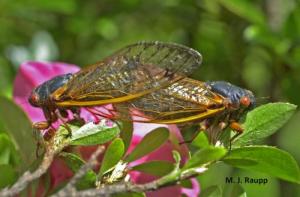Cicadas 