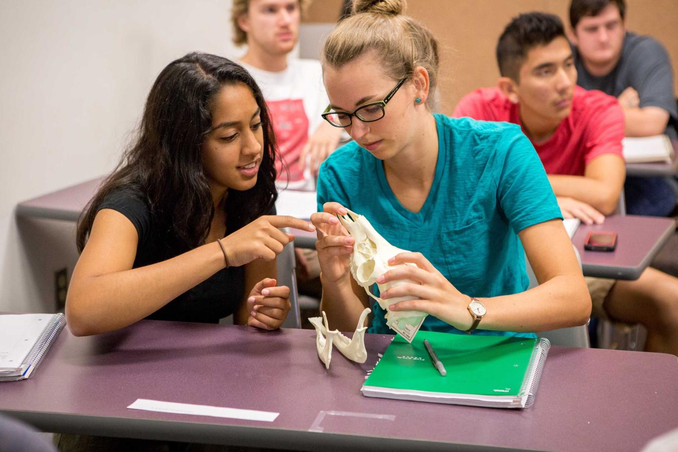 Students examining an animal skull in the classroom
