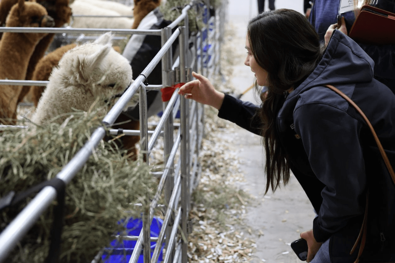 Student with an animal at a farm