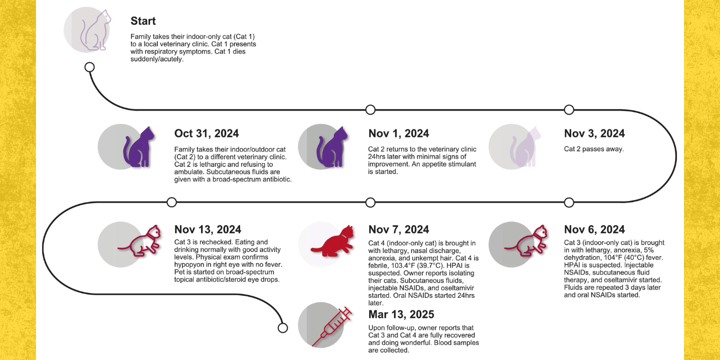 Schematic showing the progression of HPAI in cats