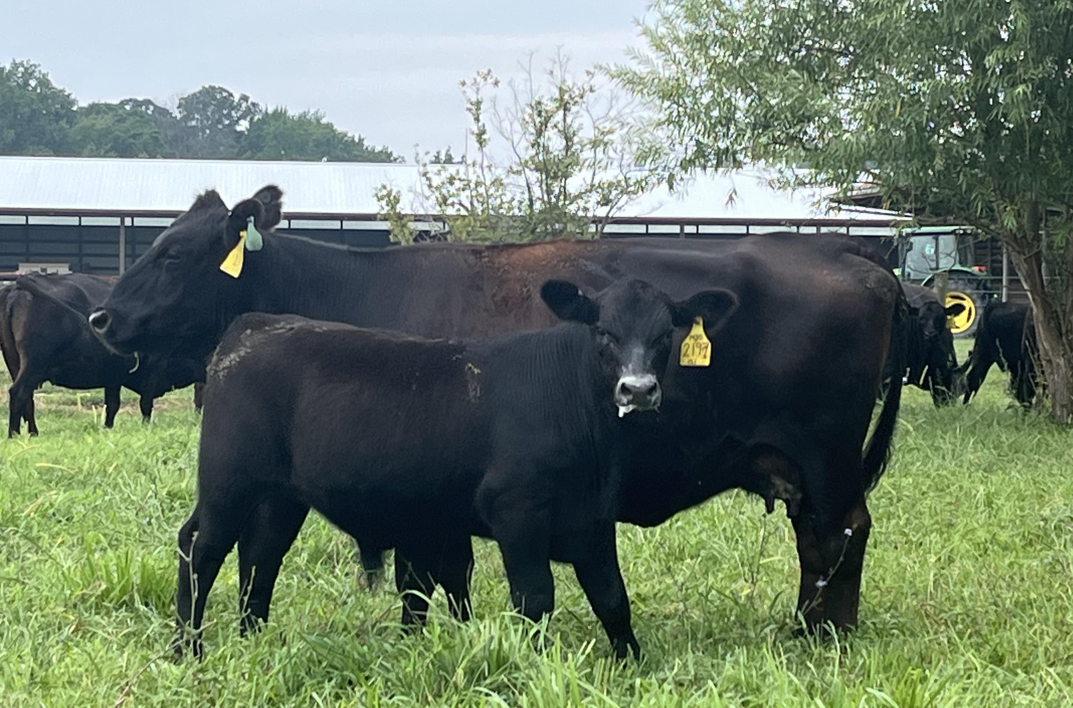 See below for information on Wye Angus semen sales.