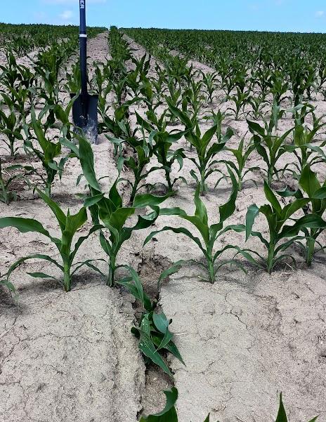 Stark image of a corn field showing dry, bare soil around each corn stalk.