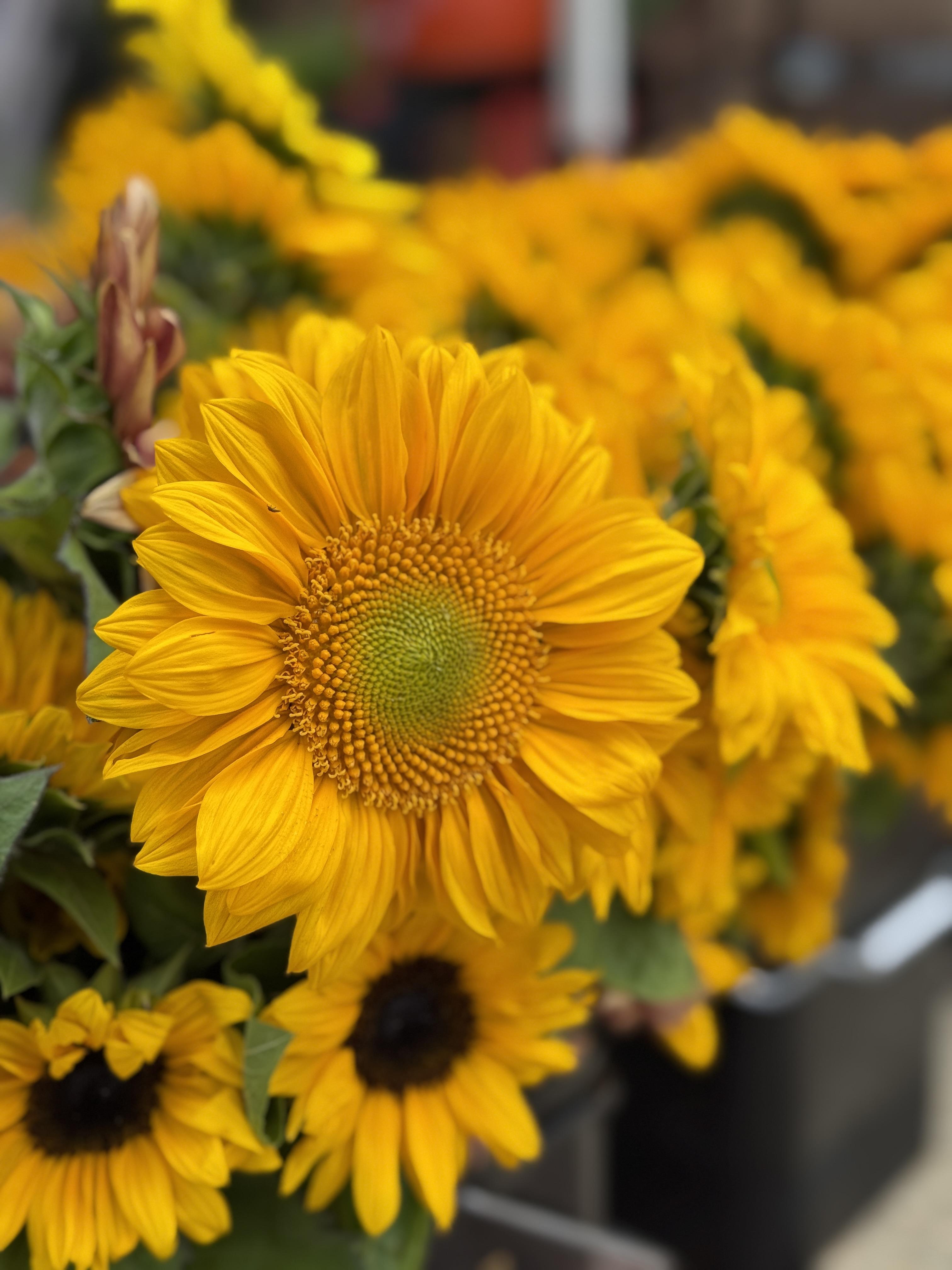 Bright yellow sunflowers at the farmers market