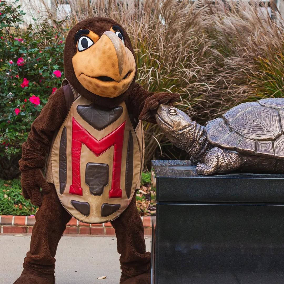 Testudo (the mascot) rubbing Testudo (the statue's) nose for good luck.