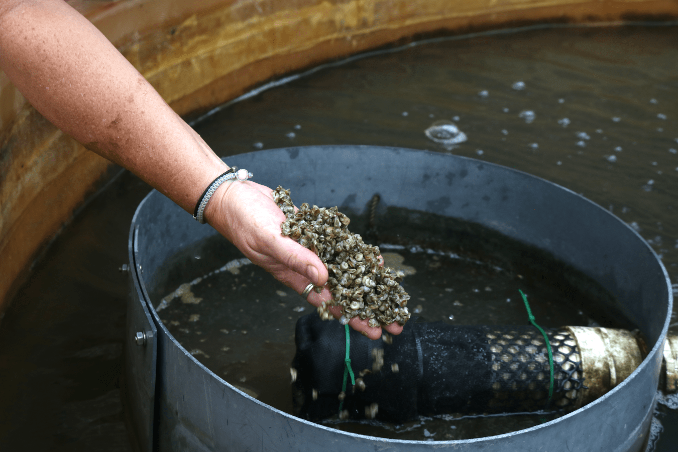 A hand holding baby oysters