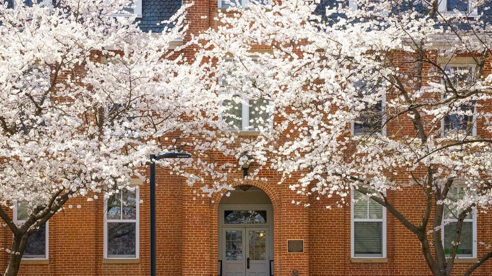 Morrill Hall at the University of Maryland campus with white trees in front of the building