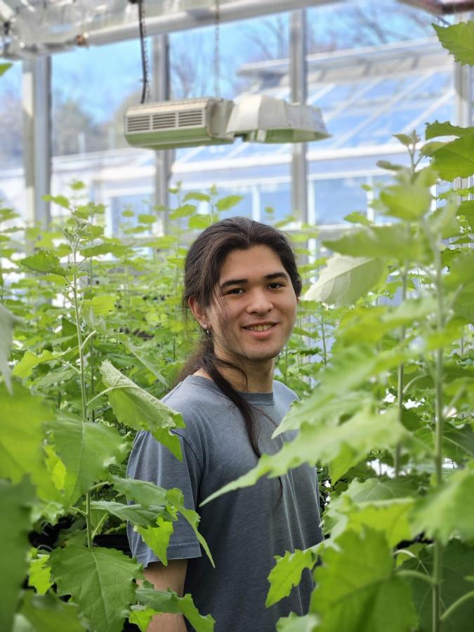 A student stands shoulders-deep in glorious, verdant plants in UMD's research greenhouse.
