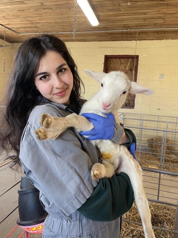Coverall-clad student holding a newly born lamb in a barn on the on-campus farm.
