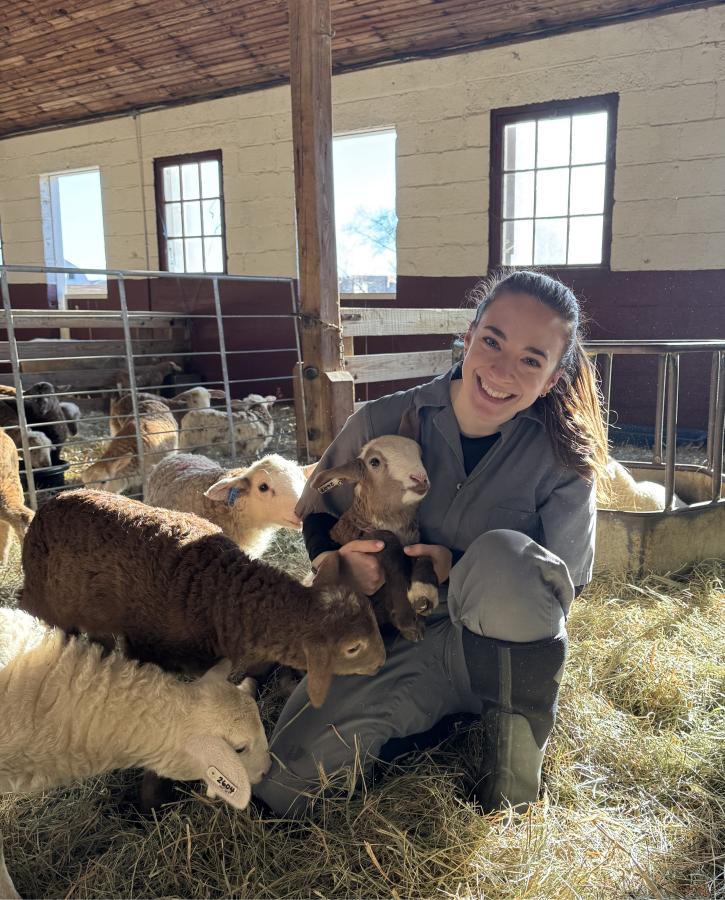 A student sits in bliss with 4 lambs surrounding her lap in a cloud of straw in a barn on the University of Maryland on-campus farm.